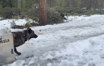 Wolf release from box in snow